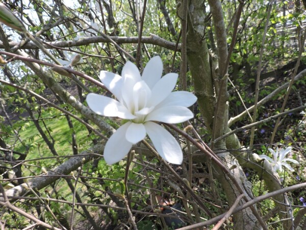 Magnolia stellata - (Sternmagnolie), Containerware      60-100 cm
