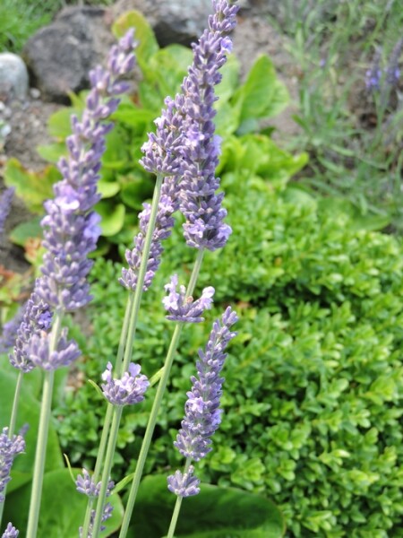 Lavendel Hidcote Blue (Lavandula angustifolia Hidcote Blue) im Topf