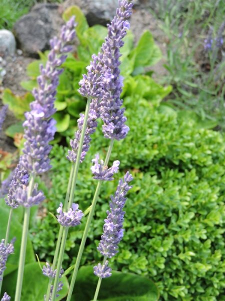Lavendel Hidcote Blue (Lavandula angustifolia) im Topf