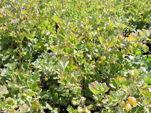 grüne Stachelbeere Hinnonmäki grün (Ribes uva-crispa) Containerware 40-60 cm