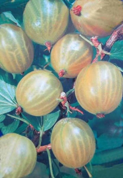 Ribes uva-crispa Mucurines (grüne Stachelbeere) Containerware Halbstamm 40-50 cm