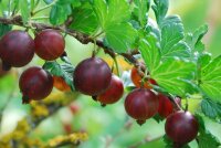 Ribes uva-crispa Redeva - (Stachelbeere Redeva),...