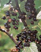 Ribes nigrum Titania (schwarze Johannisbeere)...