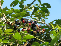 Rubus fruticosa Navaho® (Brombeere) Containerware