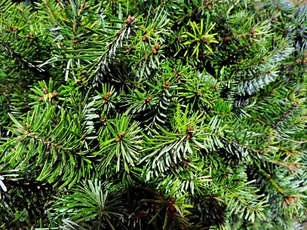 Nordmanntanne Weihnachtsbaum (Abies nordmanniana) Wurzelware  2 Jahre