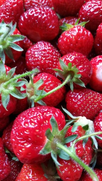 Erdbeere Honeoye (Fragaria)  im Topf