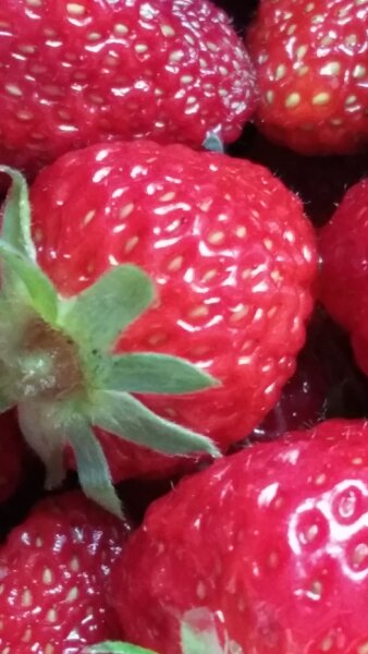 Fragaria Elsanta ® Erdbeerpflanze im Topf